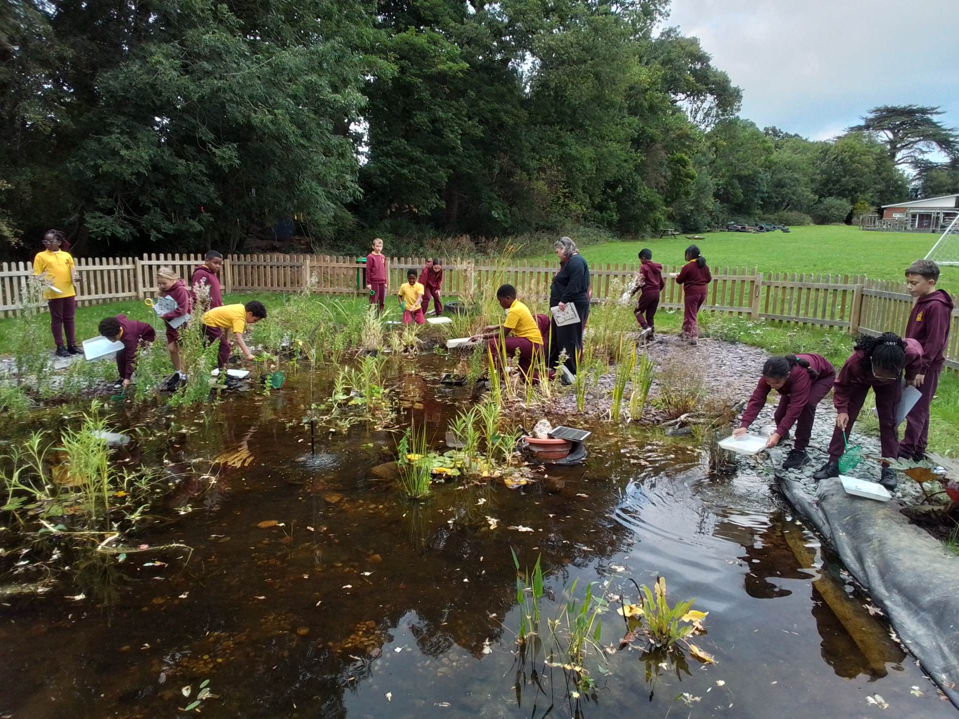 Year 5 children searching for life in the SPH pond.